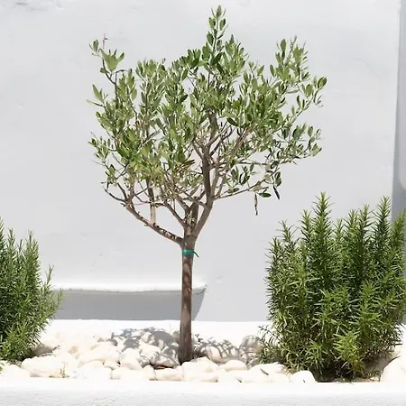 Swell S9 New In Apartmán